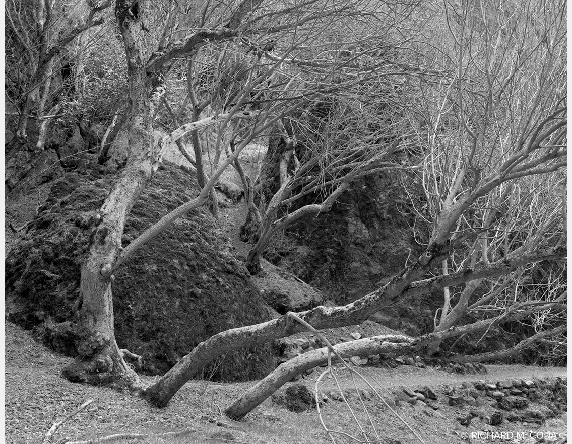Pinnacles National Monument #1, Gonzales, CA, ©1987. 4x5" Silver Negative.