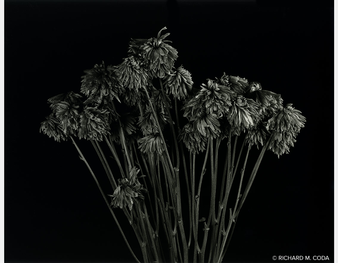 Dead Mums, Scottsdale, AZ, ©2018. 8x10" Silver Negative.