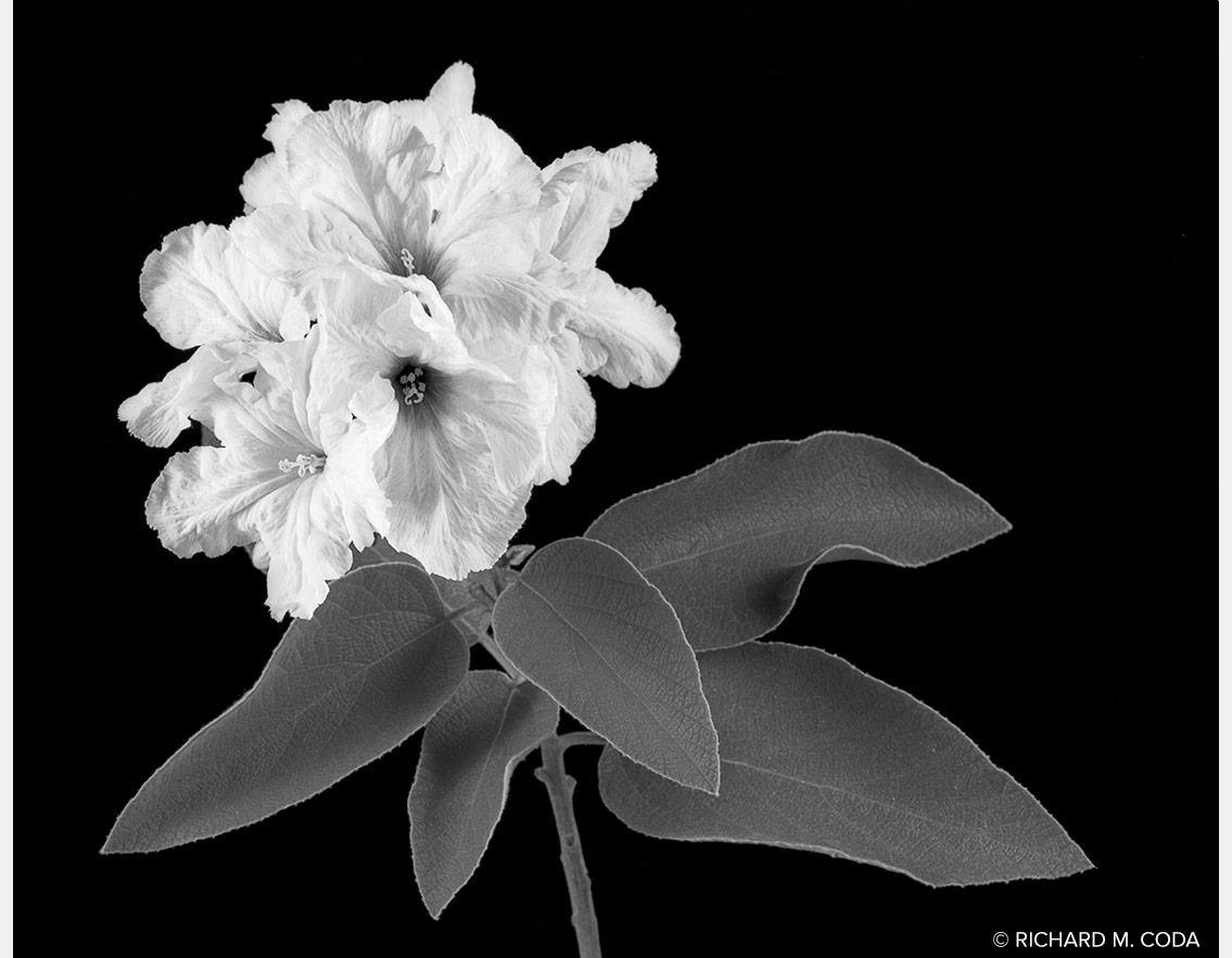 Hibiscus, Cave Creek, AZ, ©2014. 4x5" Silver Negative.