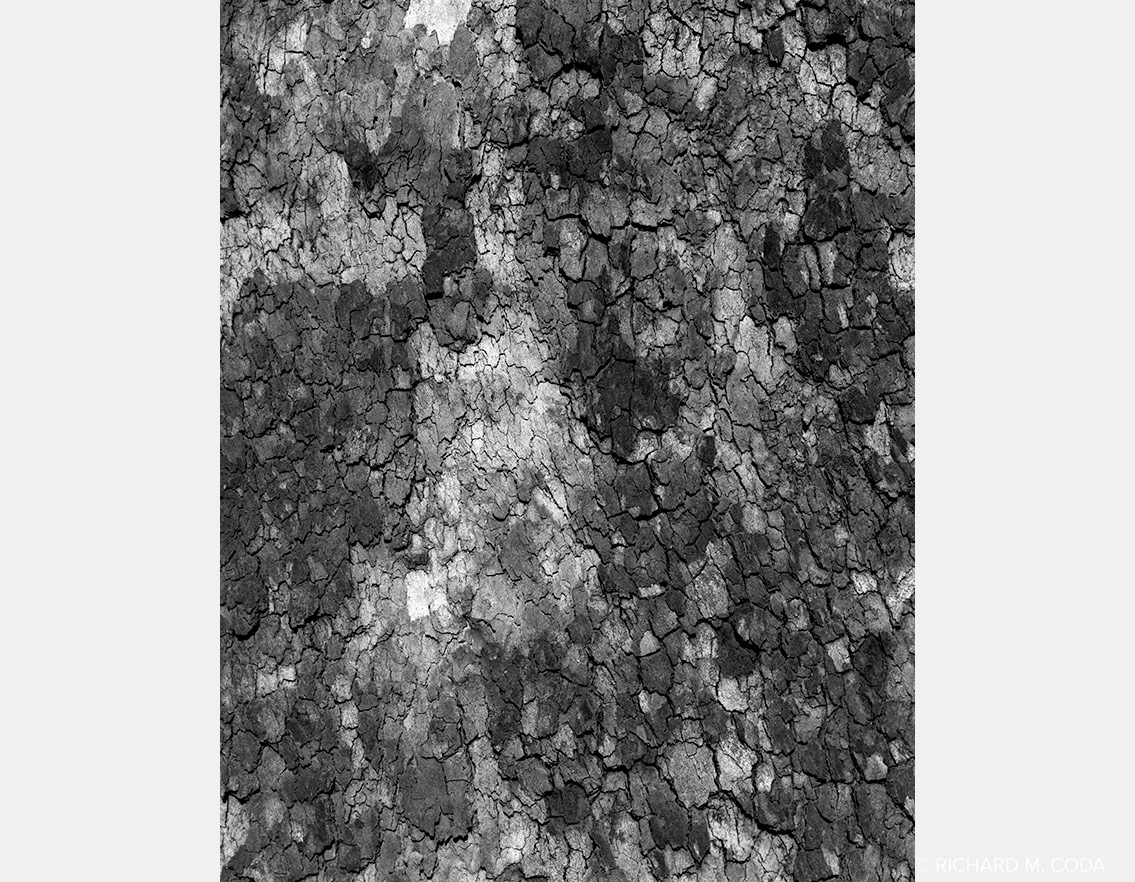 Two Trees, Pompton Lakes, NJ, ©1983. 4x5" Silver Negative.
