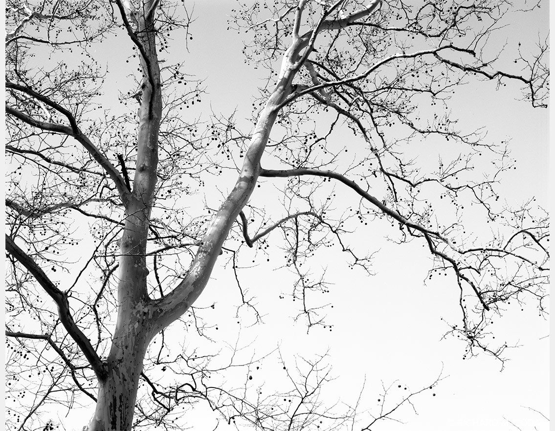 Trees, Allegheny Cemetery, Pittsburgh, PA, ©2015. 4x5" Silver Negative.