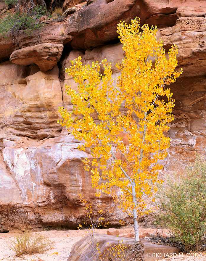Lone Tree, Zion NP, UT, ©2000. 4x5" Color Transparency.