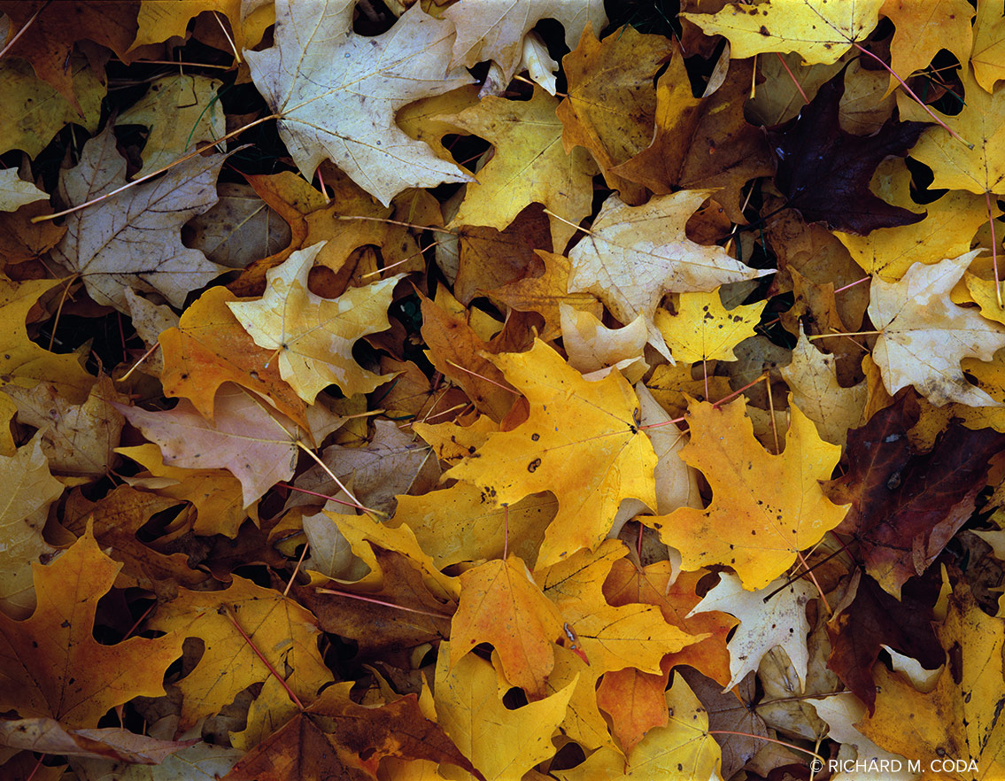 Leaves, Jockey Hollow, NJ, ©1989. 4x5" Color Transparency.