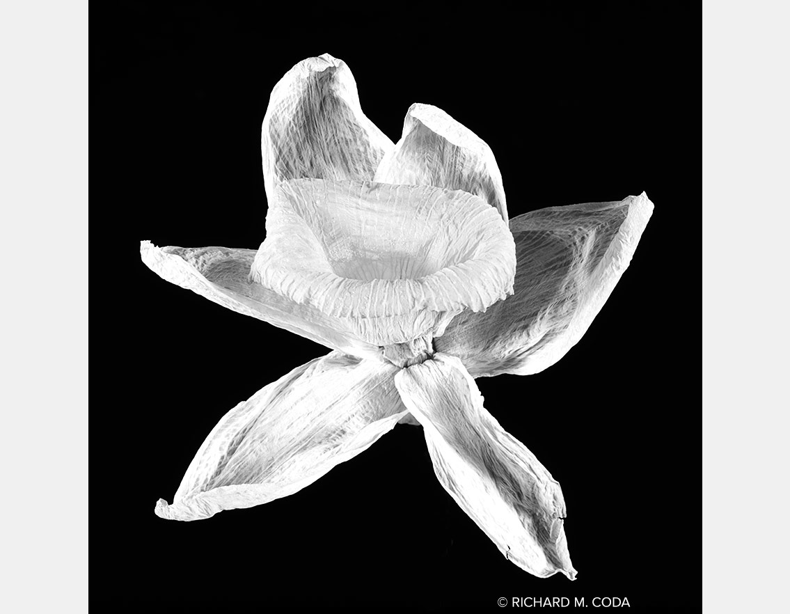Daffodil, Scottsdale, AZ, ©2014. 4x5" Silver Negative.