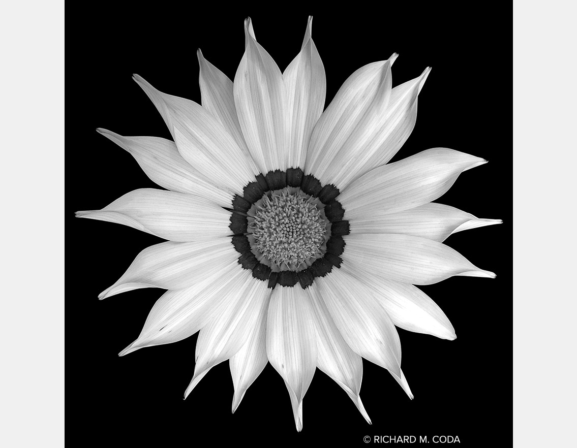 Flower 1452, Pittsburgh, PA, ©2014. iPhone capture.