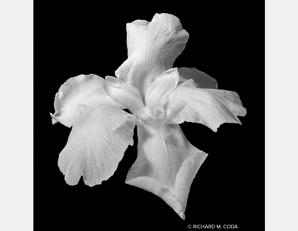 Iris, Pompton Lakes, NJ, ©1983. 4x5" Silver Negative.