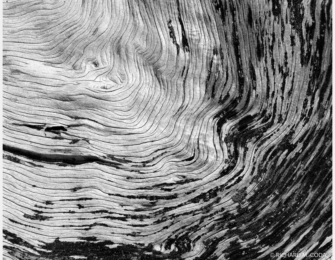 Arizona Sycamore Bark, Seven Springs, AZ, ©2010. 4x5" Silver Negative.