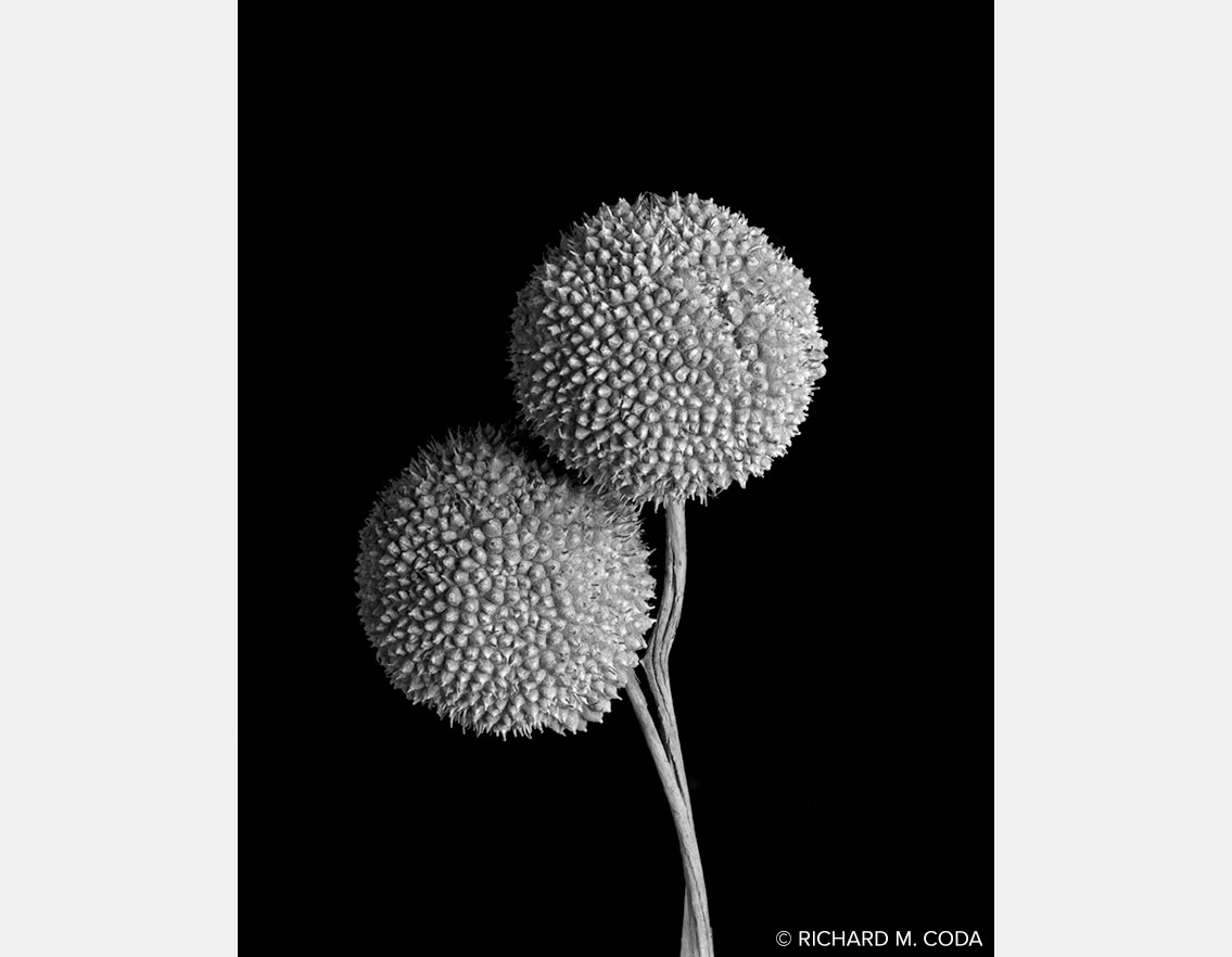 Sycamore Nuts, ©2014. 4x5" Silver Negative.