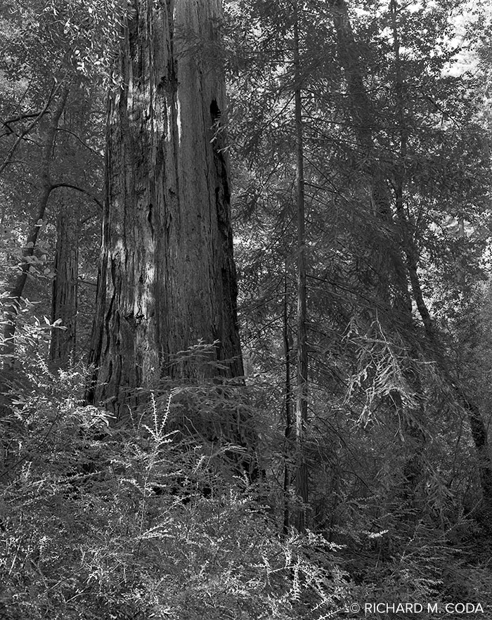 Redwood, Big Basin Redwoods State Park, Santa Cruz, CA, ©1987. 4x5" Silver Negative.
