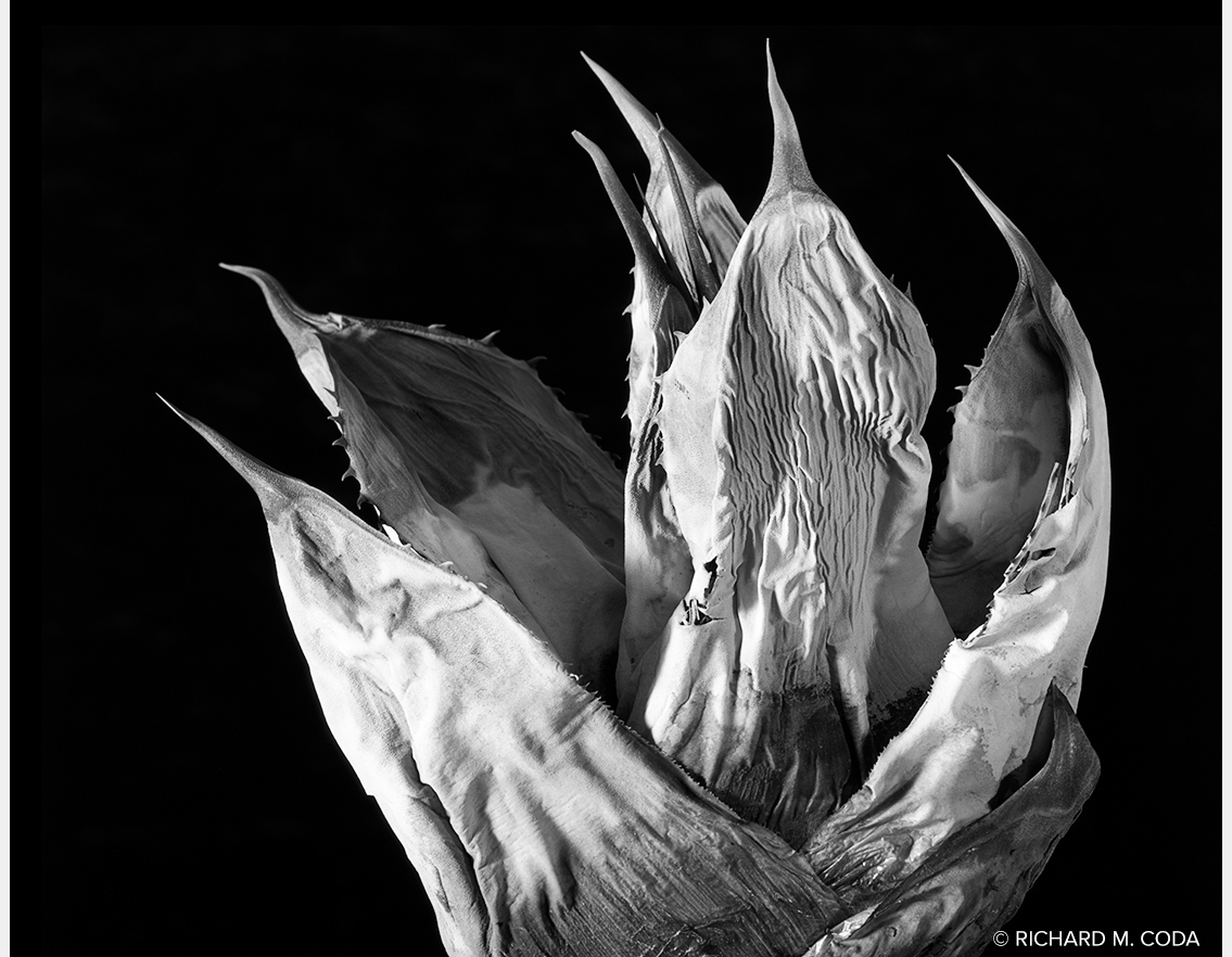 Agave, Scottsdale, AZ, ©2013