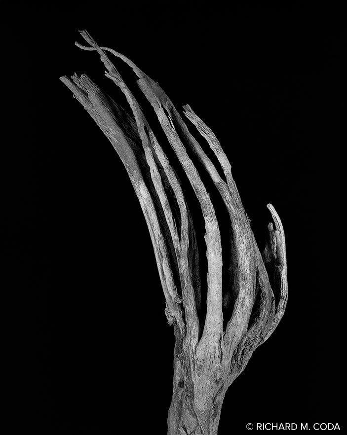 Saguaro Hand Skeleton, Scottsdale, AZ, ©2018. 8x10" Silver Negative.