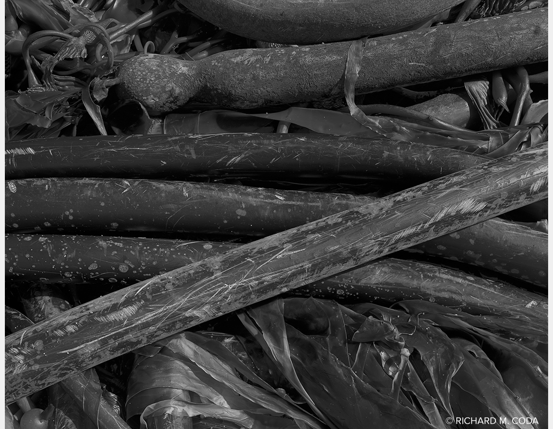 Kelp 2, Pt. Lobos, Carmel, CA, ©2017. 8x10" Silver Negative.
