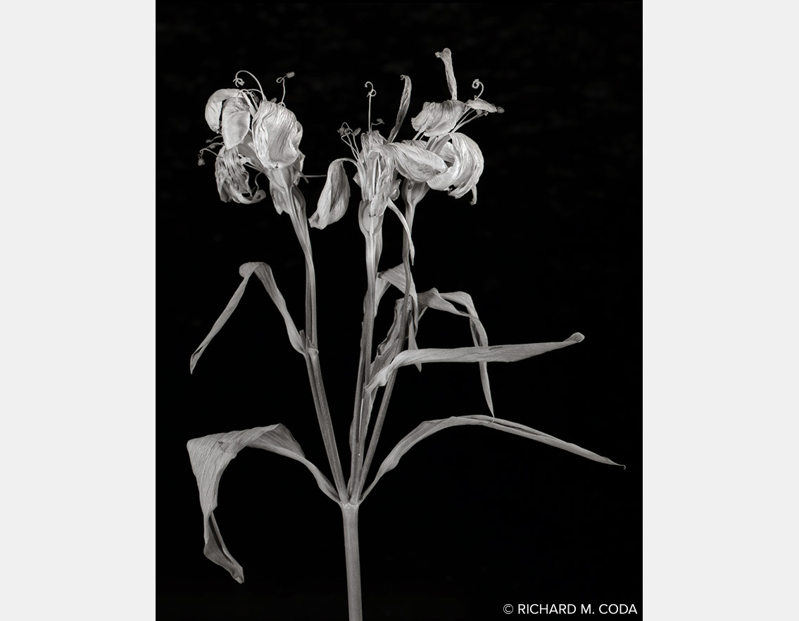 Alstroemeria 2, ©2014. 4x5" Silver Negative.