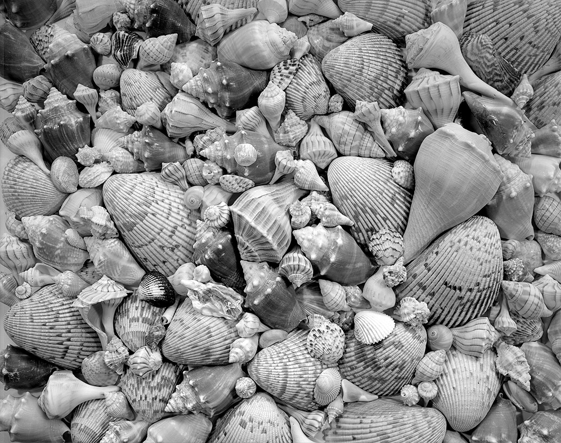 Seashells, Sanibel Island, FL, ©2002-2023. 8x10" Silver Negative.