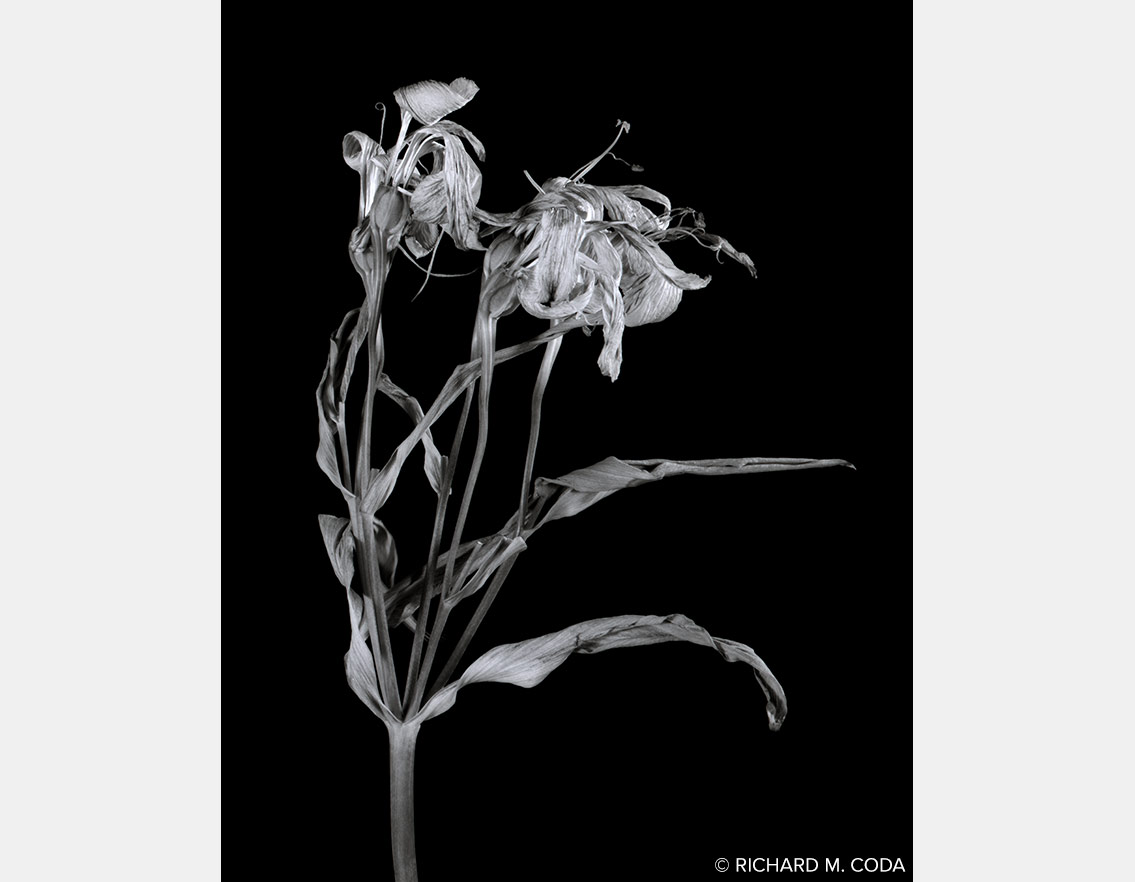 Alstroemeria 1, ©2014. 4x5" Silver Negative.