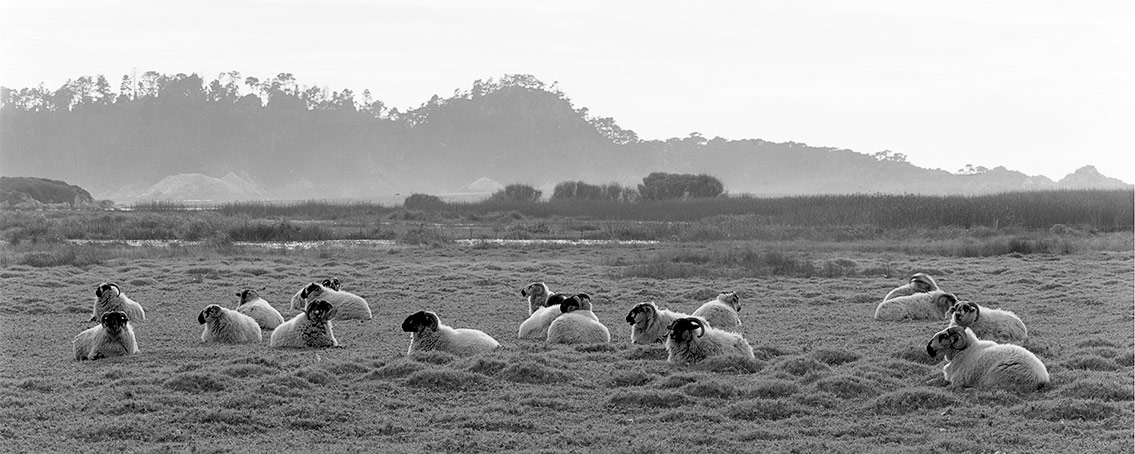 Sheep, Mission Ranch, Carmel, CA, ©2017. 4x5" Silver Negative.