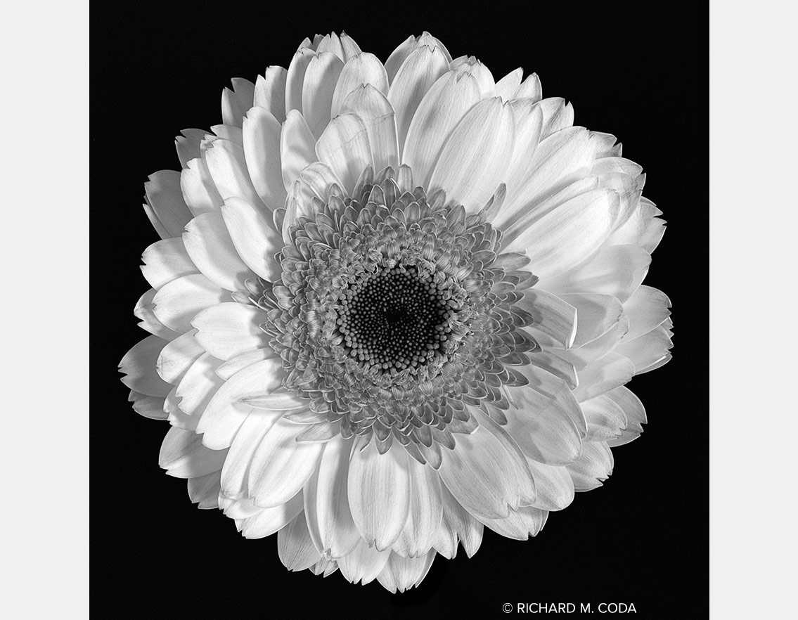 Gerbera Daisy, Scottsdale, AZ, ©2014. 4x5" Silver Negative.