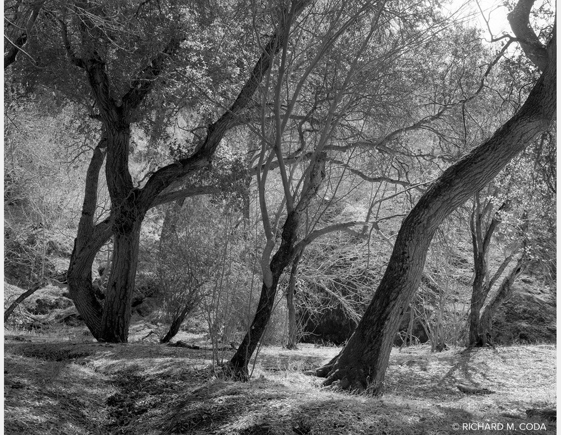 Cypress Grain, Pt. Lobos, CA, ©1986. 4x5" Silver Negative.
