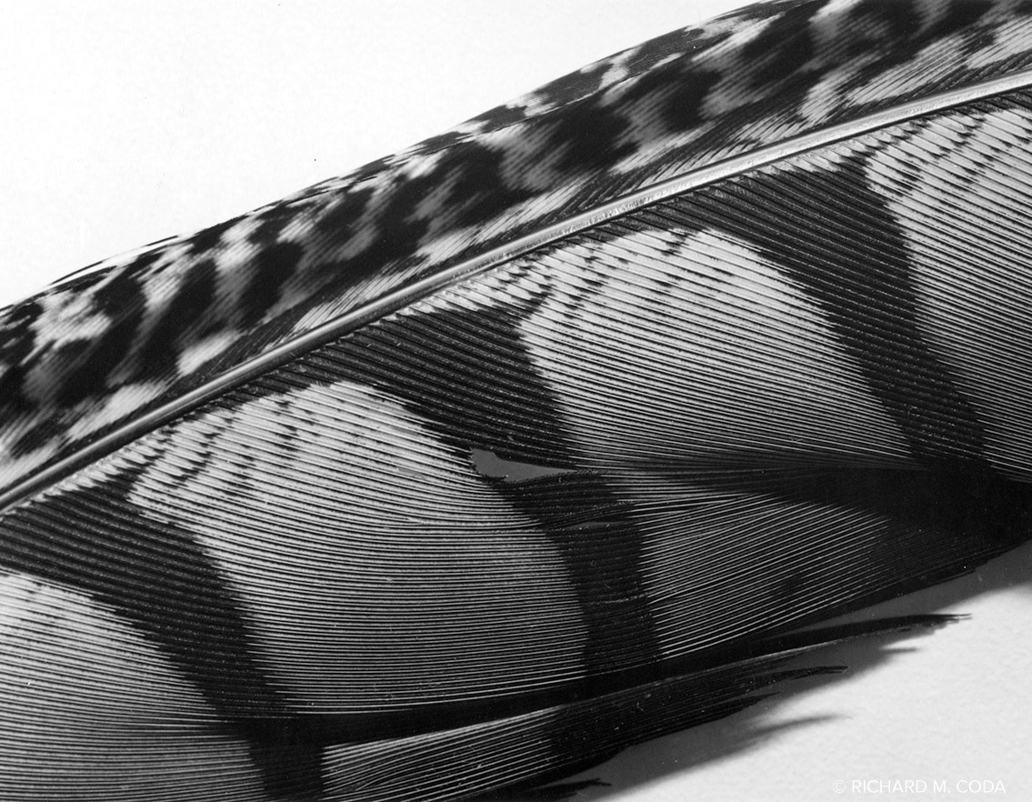Feather, Pompton Lakes, NJ, ©1982. 4x5" Silver Negative. 