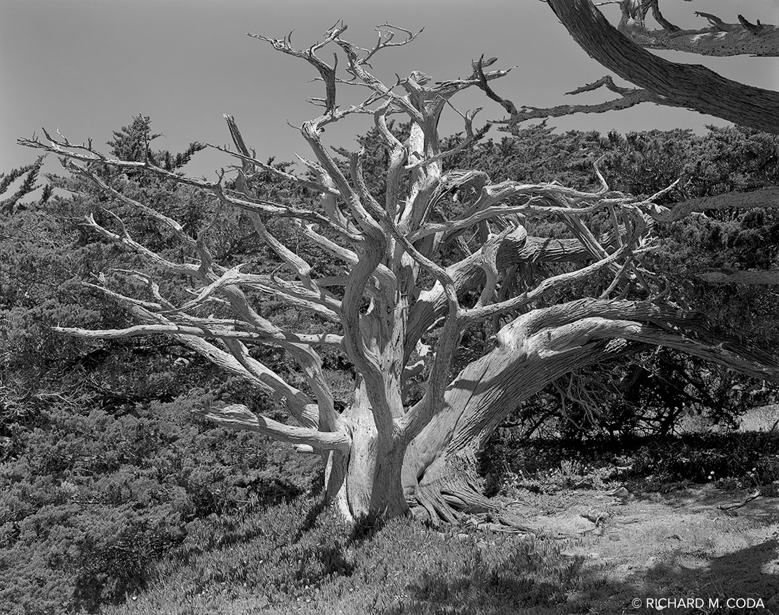 The Weston Tree, Allan Memorial Cypress Grove, Pt. Lobos, CA, ©1986