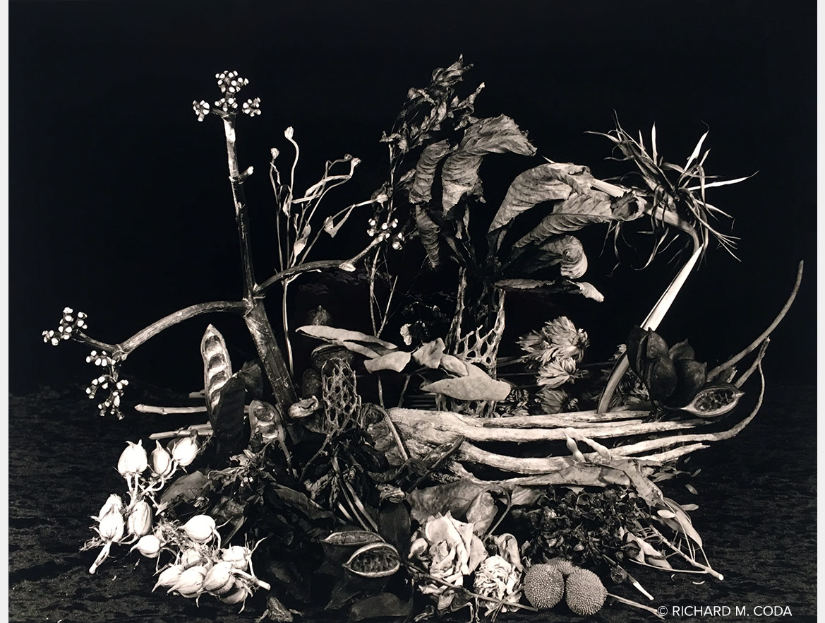 Detritus, Scottsdale, AZ, ©2017. 11x14" Silver Negative.