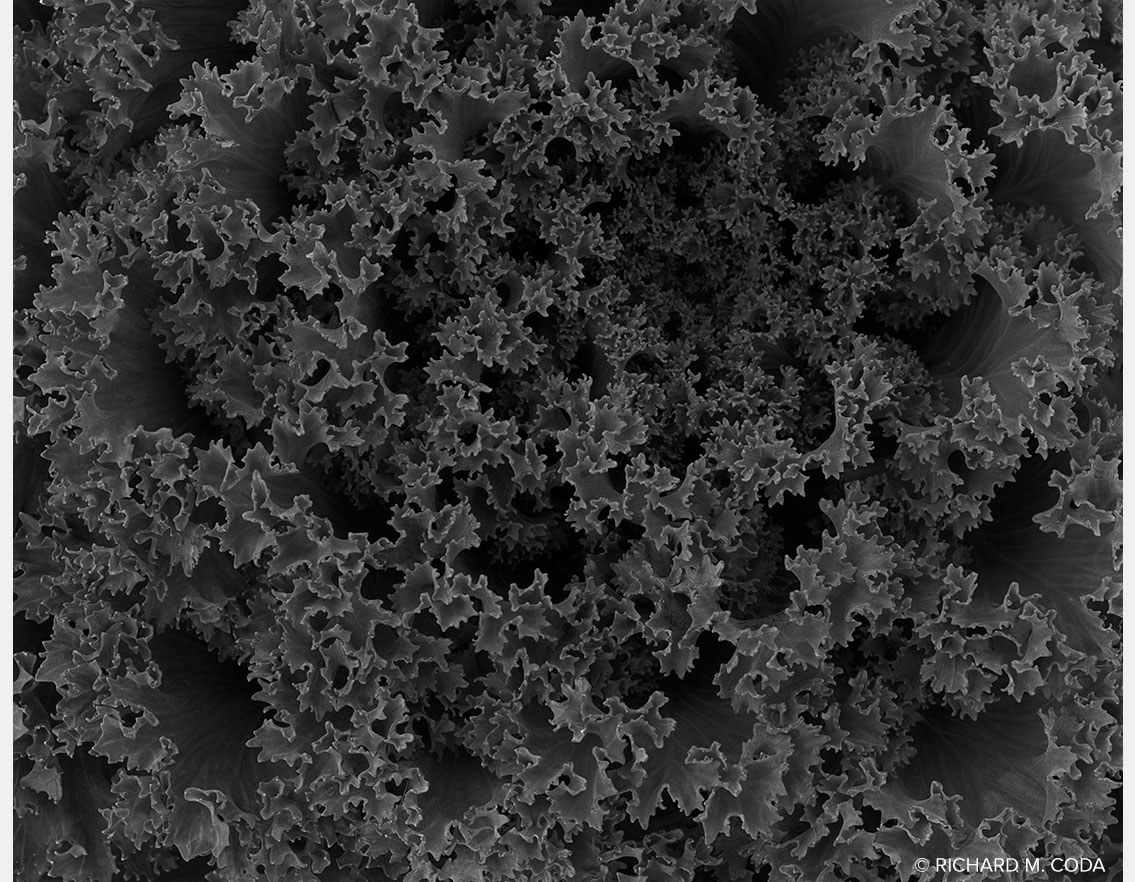 Kale, Scottsdale, AZ, ©2014. 4x5" Silver Negative.