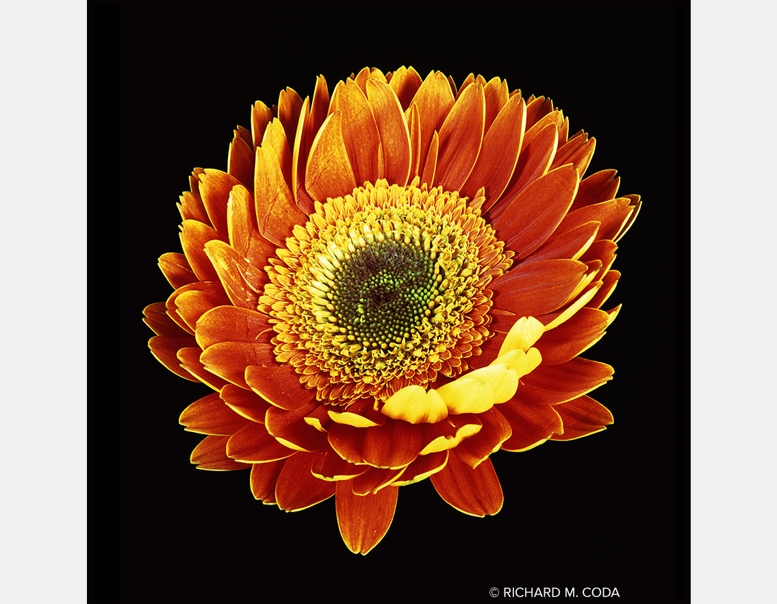 Red Gerbera Daisy, Scottsdale, AZ, ©2014. 4x5" Transparency.