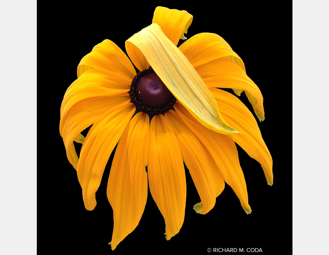 Flower 1709, Pittsburgh, PA, ©2014. iPhone capture.