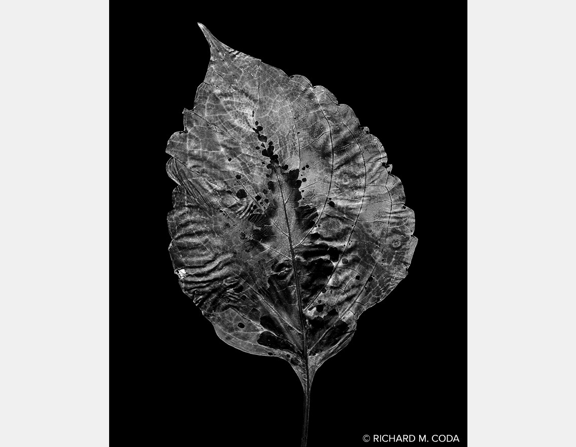 Leaf #2, Pittsburgh, PA, ©2018. 4x5" Silver Negative.