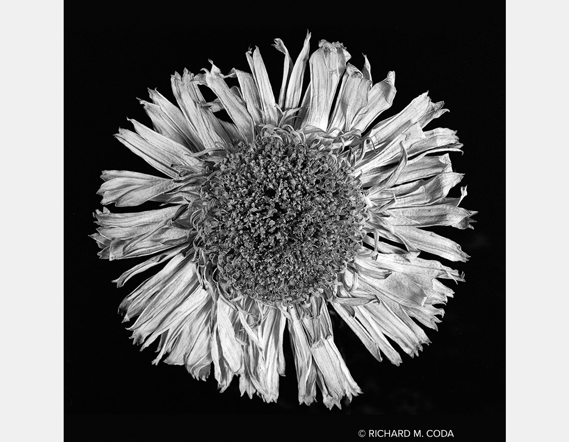 Dead Gerbera Daisy, Scottsdale, AZ, ©2014. 4x5" Silver Negative.