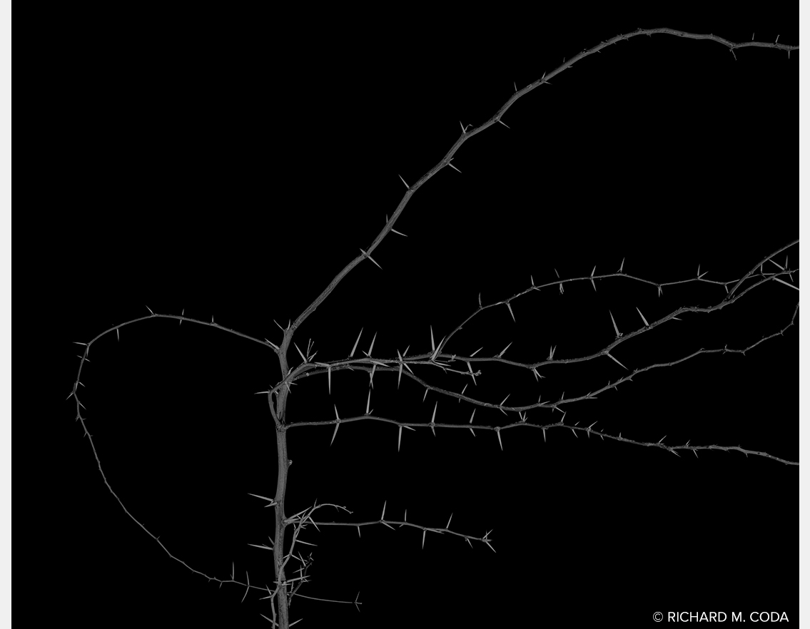 Thorns, Scottsdale, AZ, ©2018. 8x10" Silver Negative.