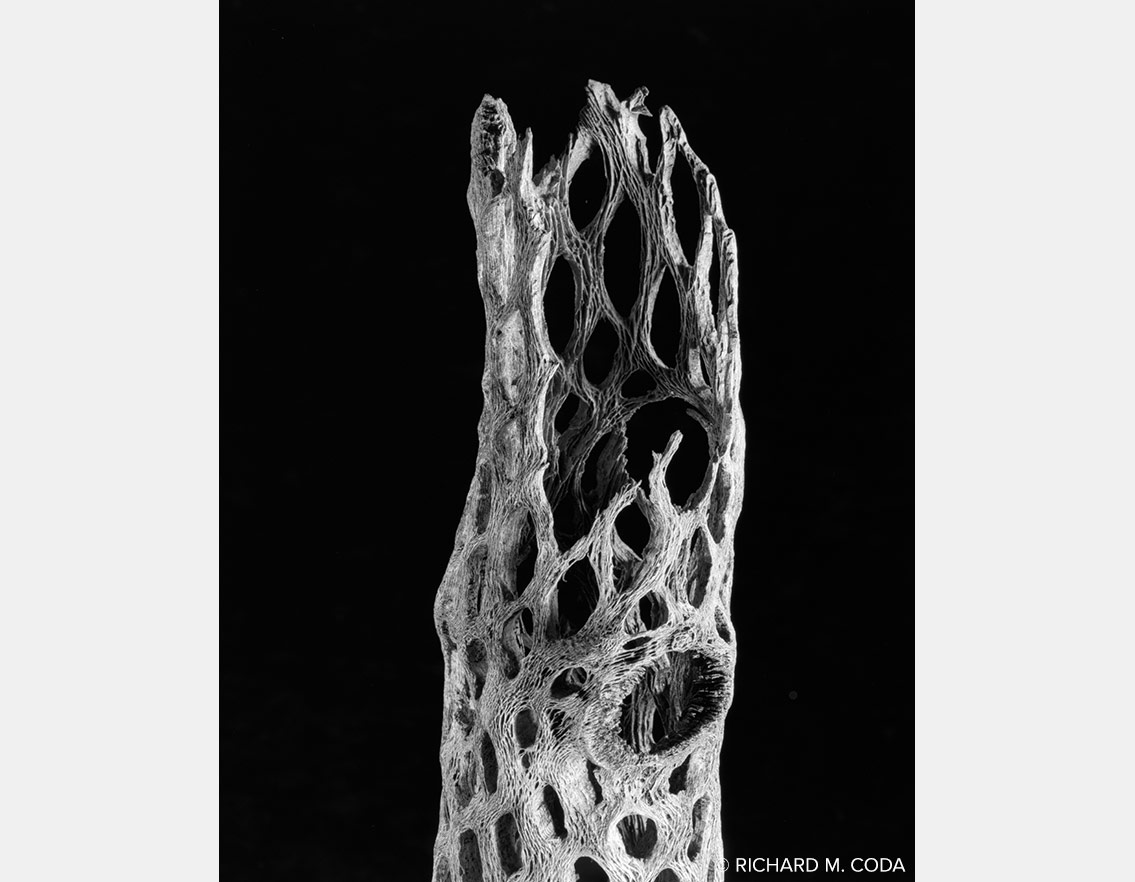 Cholla, ©2014. 4x5" Silver Negative.
