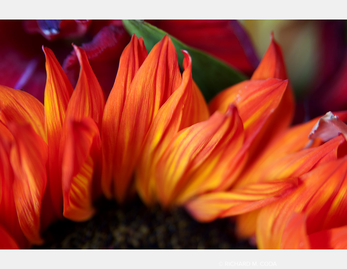 Italian Sunflower, Scottsdale, AZ, ©2013. Digital capture.