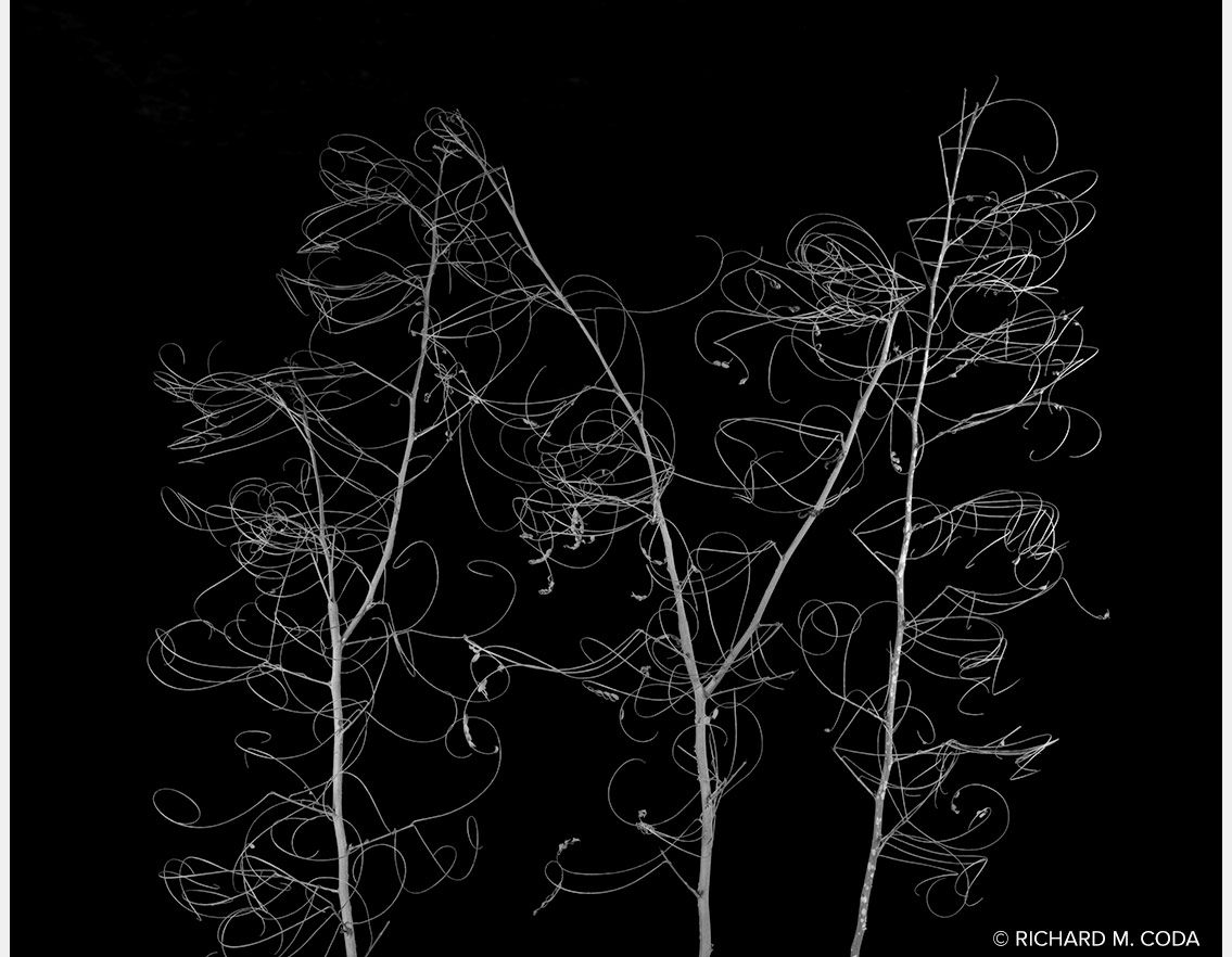Curly Qs, Scottsdale, AZ, ©2018. 8x10" Silver Negative.
