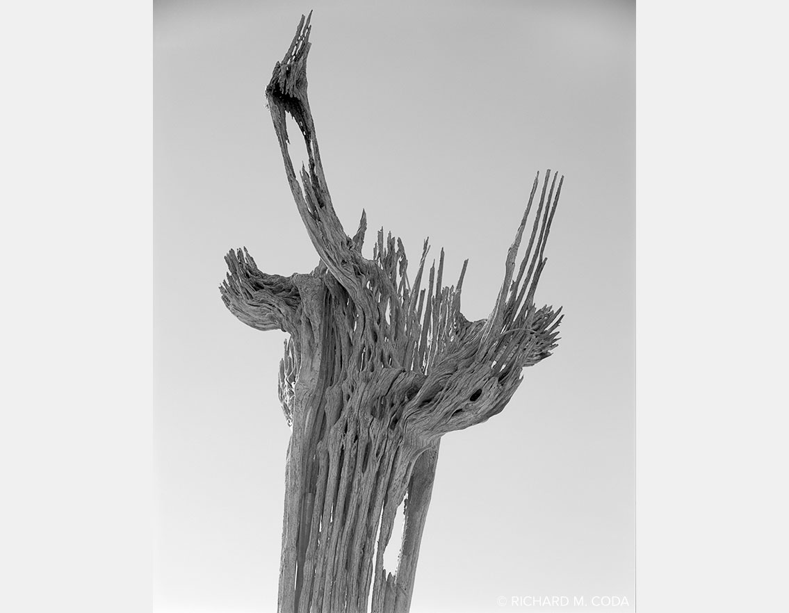 INRI, Desert Botanical Gardens, Phoenix, AZ, ©2013. 4x5" Silver Negative.