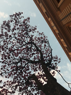 Liberdade na Primavera