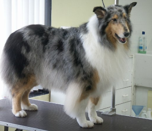collie_edited