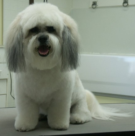 shihtzubichon_edited