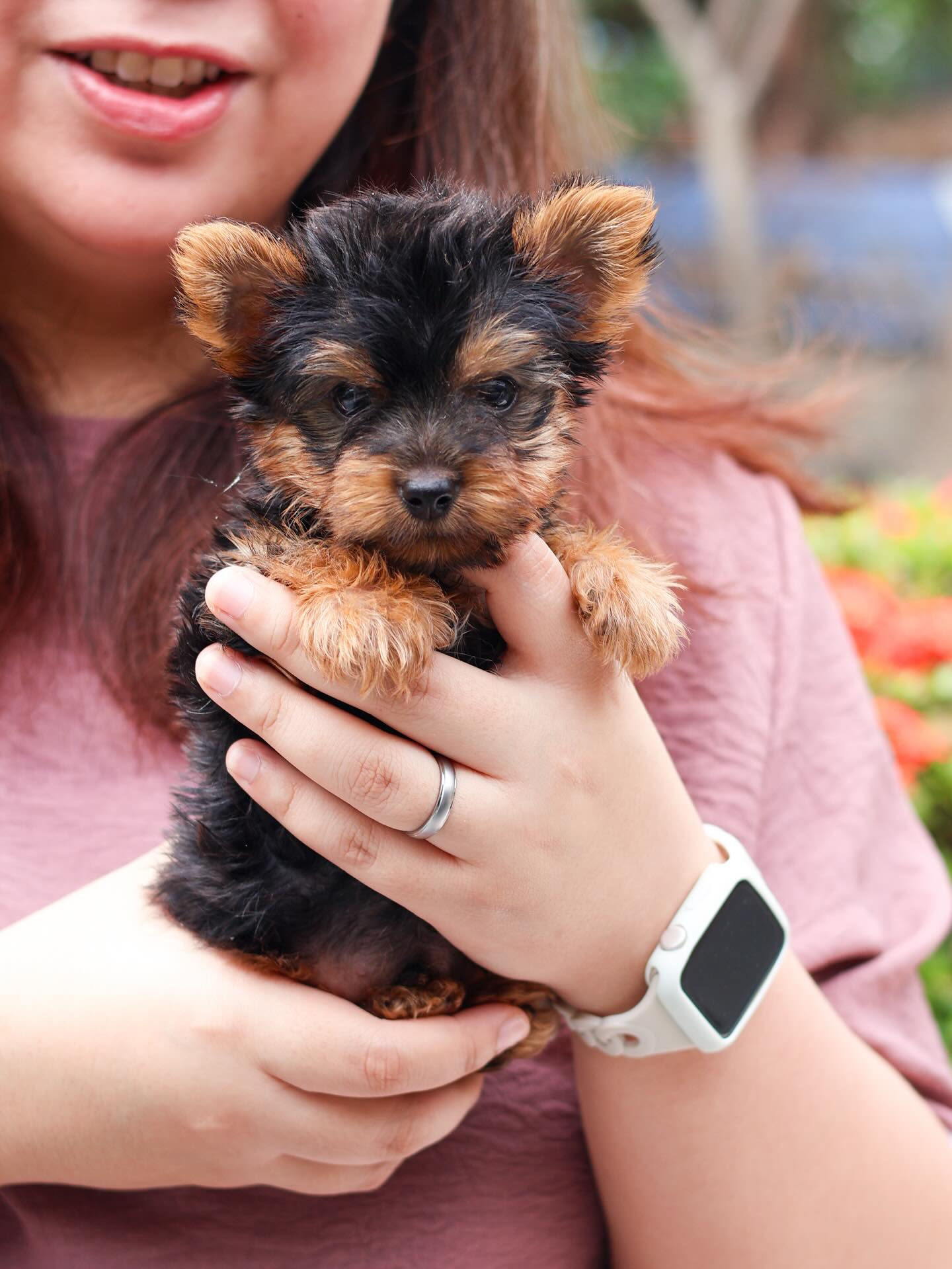 Yorkshire Terrier "Sunjin"