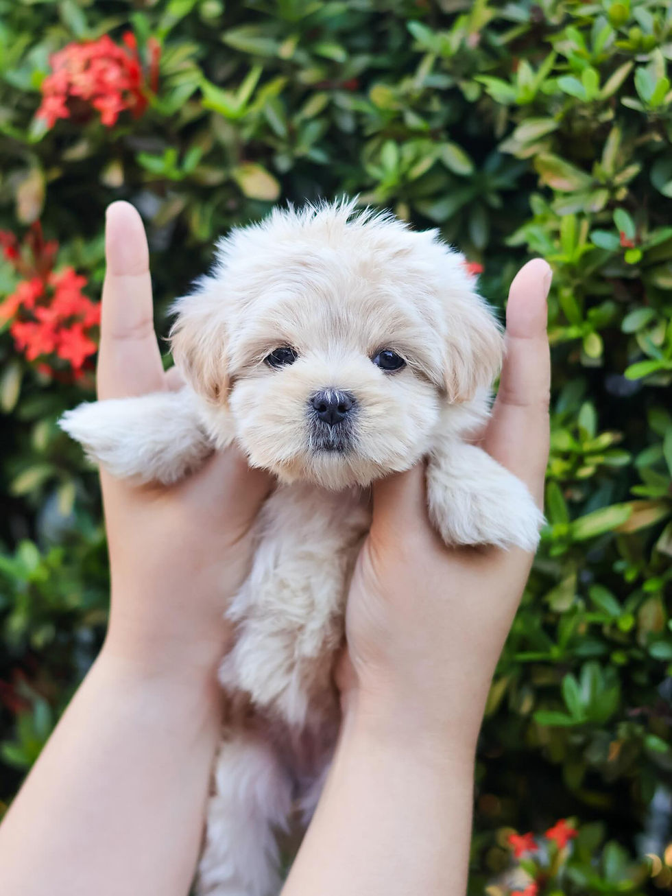 Thumbnail: Maltipoo "Karina"