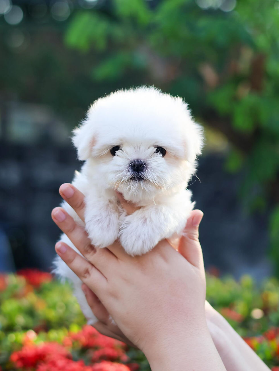 Thumbnail: Maltese "Shiela"