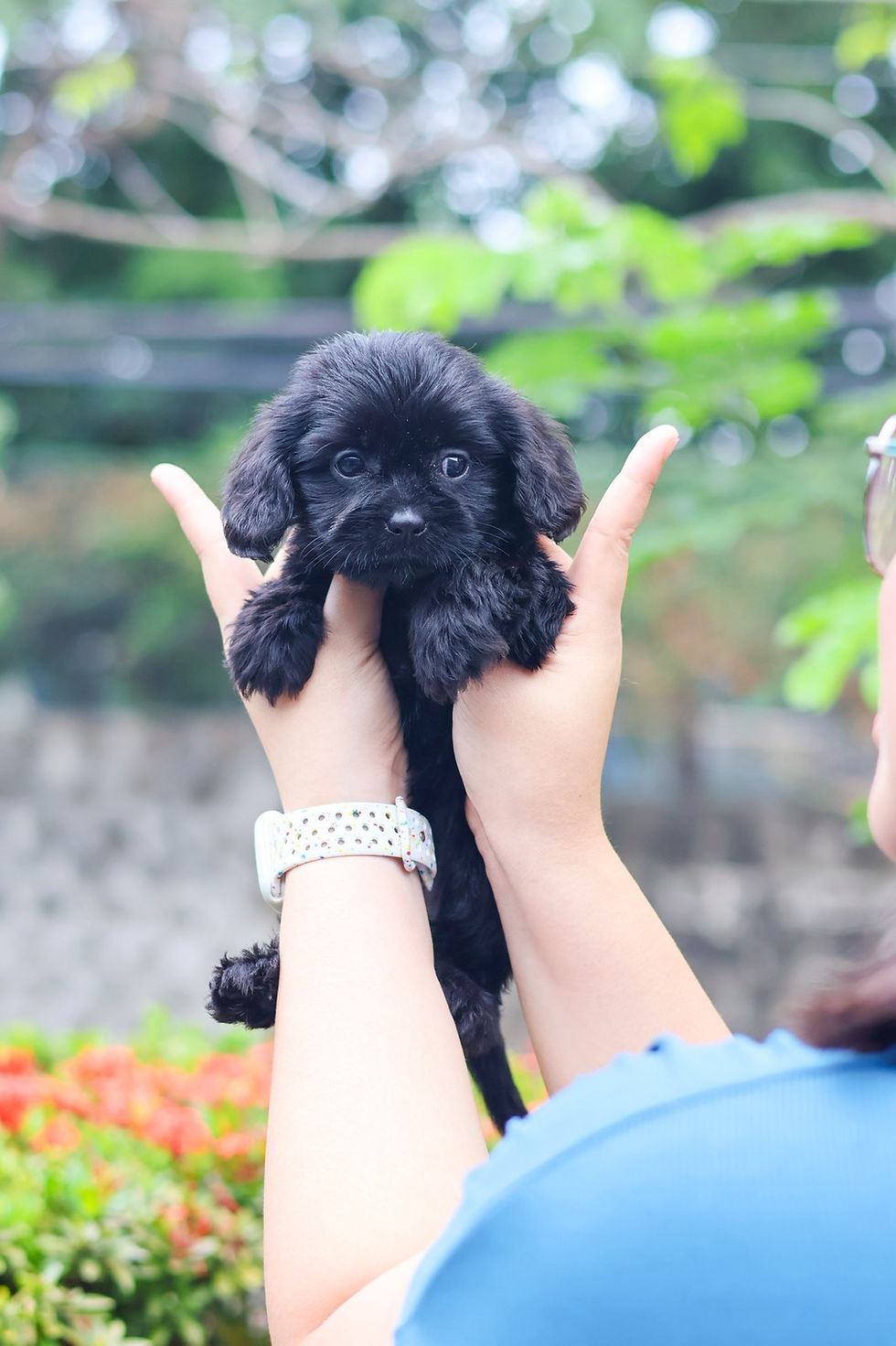 Thumbnail: Cavapoo "Penny"