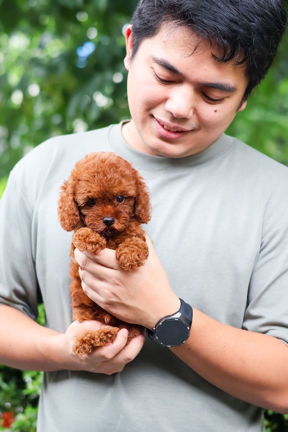 Thumbnail: Toy Poodle "Wookie"
