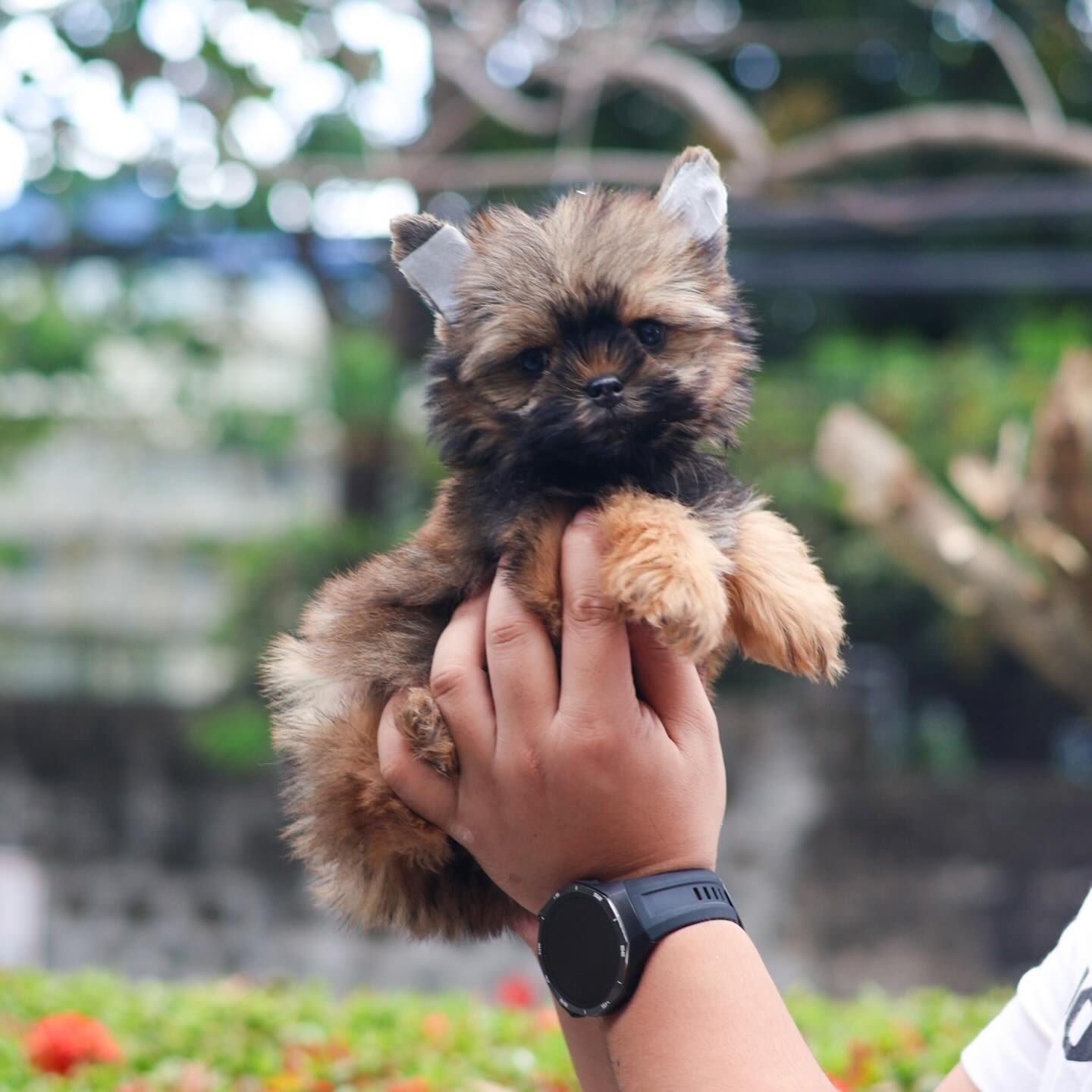 Yorkshire Terrier "Alice"