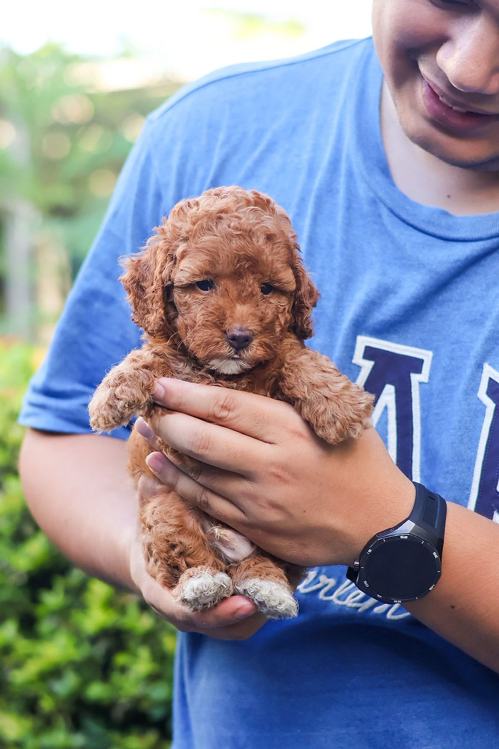 Thumbnail: Toy Poodle "Wayne"