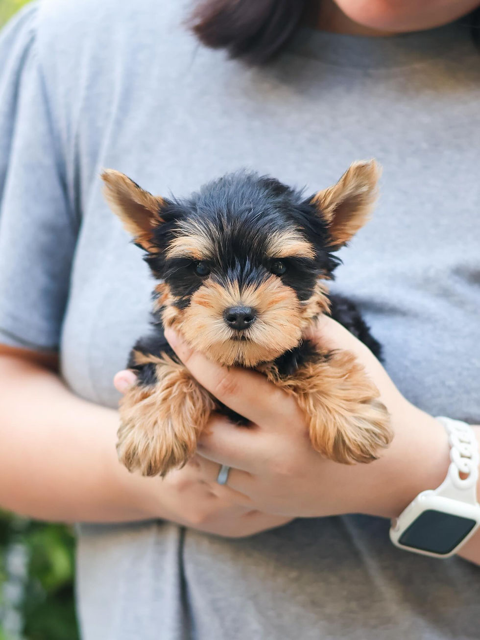 Thumbnail: Yorkshire Terrier "William"