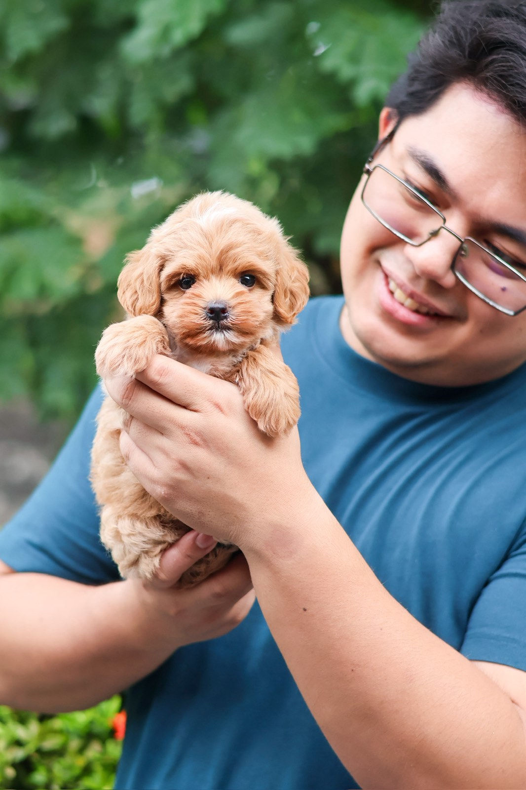 Maltipoo "Mandu" (Island born)
