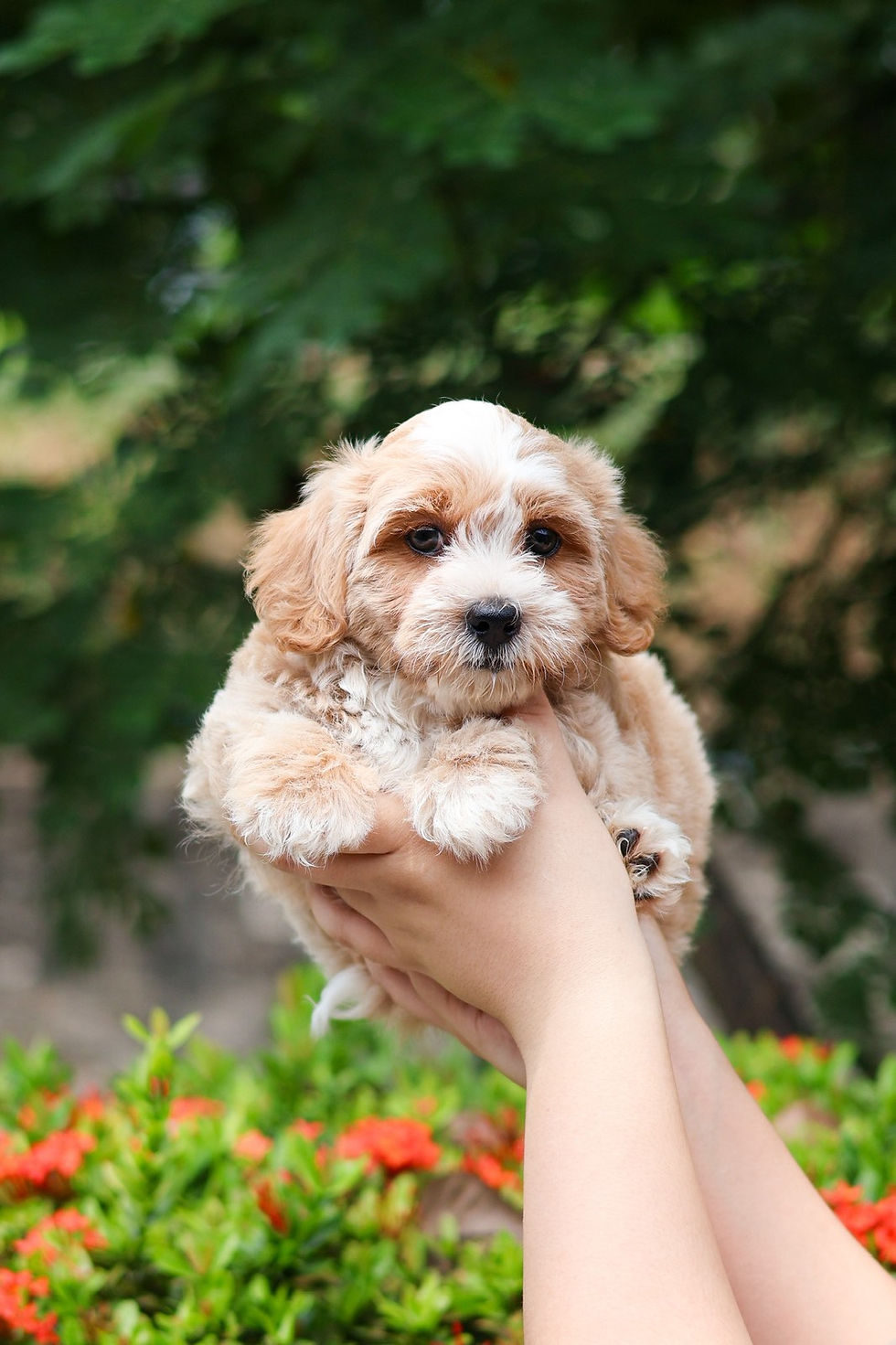 Thumbnail: Maltipoo "Ruby"