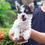 Thumbnail: Biewer Terrier "Jolly"