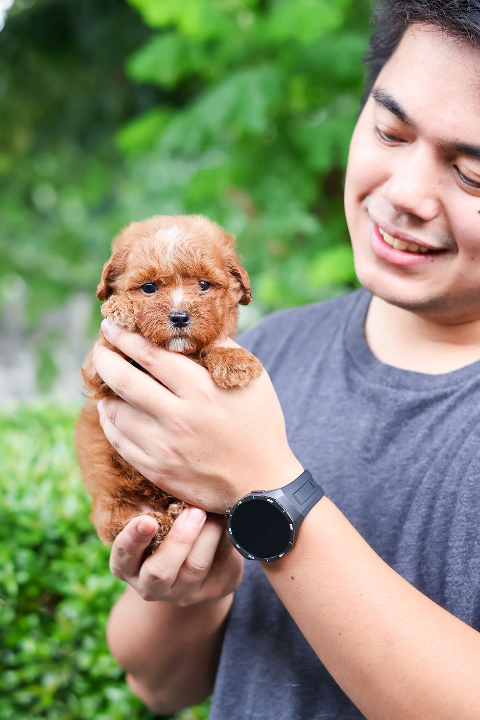 Thumbnail: Toy Poodle "Luke"